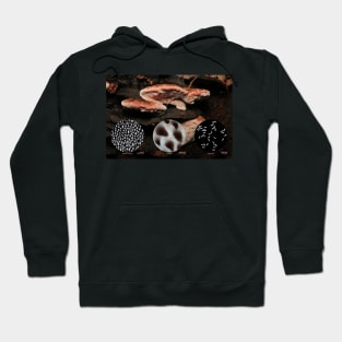 Rosy conk (Fomitopsis cajanderi) Hoodie